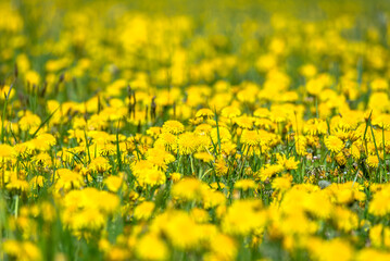 Obraz premium Blurred spring natural background with yellow dandelion flowers, selective focus