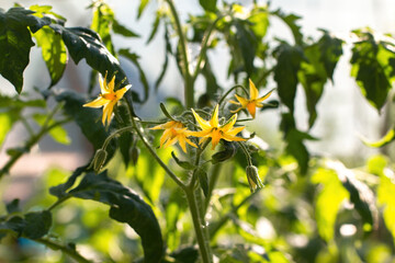 Yellow flowers of tomatoes on a branch blossomed on a green bush. The flowers are small with elongated sharp petals. Around the tomato leaves. The concept of gardening, organic products, farmers.