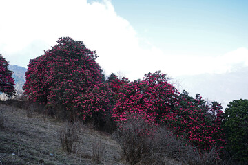 Natural landscape of Rhododendron park, the national flower of Nepal with Green mountain view and cloudy blue sky 