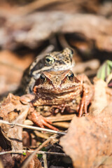 Frogs in the breeding season. 