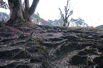 Tree root steps among natural landscape of green forest park with colorful leaves fell on the ground