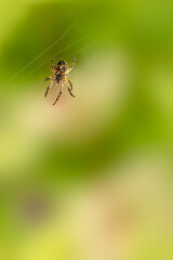 araignée tissant sa toile