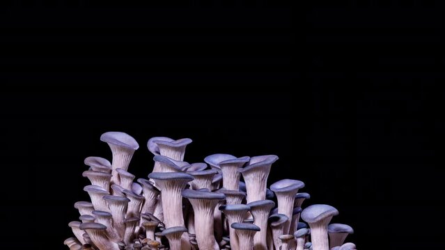 Time Lapse - Mushrooms Growing with the Black Background