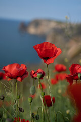 Poppies red close-up on the background of the blue sea. Beautiful bright spring flowers. Atmospheric landscape with scarlet sun poppies. Beautiful postcard view, natural background with copy space