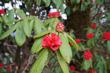 Close up blooming Rhododendron(Azaleas), Evergreen woody plants in the heath family (Ericaceae) also a National flower of Nepal