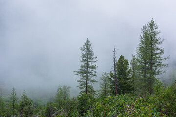 Atmospheric forest landscape with coniferous trees in low clouds in rainy weather. Bleak dense fog in dark forest under gray cloudy sky in rain. Mysterious scenery with coniferous forest in thick fog.