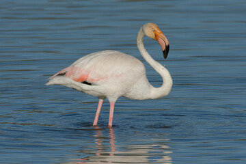 Greater Flamingo (Phoenicopterus roseus)