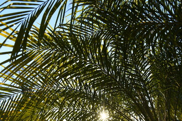 Palm trees on blue sky, palm at tropical coast, coconut tree with tropical palm leaves background....