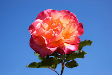 青空を背景にしたピンク色の薔薇