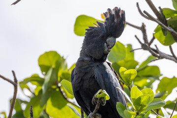 Red-tailed Black Cockatoo in Australia