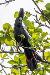 Red-tailed Black Cockatoo in Australia © Imogen