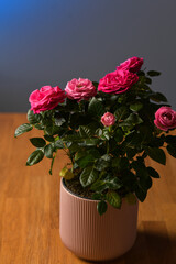 A pot with some pink rose flowers against blue background. Floral photography, details of these beautiful plants.