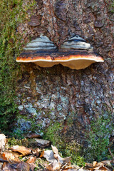 Fototapeta premium Baumpilze auf der Schwäbischen Alb. Tree fungi on the Swabian Alb.