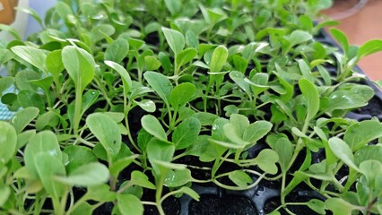 Organic salad seedlings or sapling lettuce growing in a seed tray.