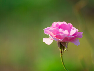 ピンクのバラ