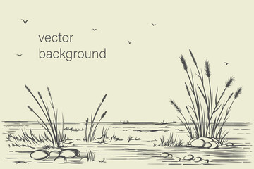 Hand-drawn simple vector background. Wild steppe pampas grass, reeds, panicle inflorescence. Nature, landscape Ink sketch, long banner