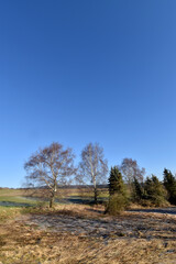 Fototapeta na wymiar Feuchtgebiet im Hunsrück