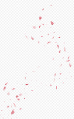 Beautiful Rose Flying Vector Transparent