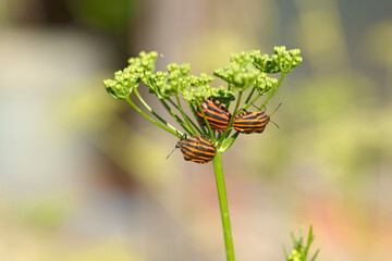 Three bugs are sitting on the dill inflorescence.
