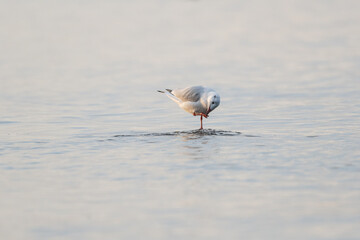 羽を休めるカモメ