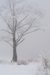 Fototapeta na wymiar 美しい樹氷