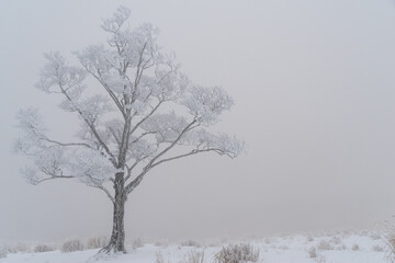 Fototapeta na wymiar 美しい樹氷