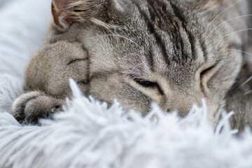 眠る猫　サバトラ猫