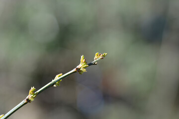 Vetch-like coronilla