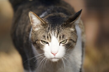猫　凛太朗　外での風景