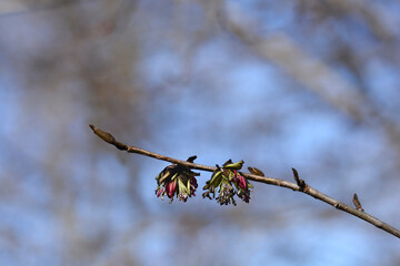 Persian ironwood