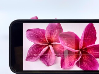 A cell phone camera is taking pictures petals of purple frangipani flowers with water drops in  the studio shadow