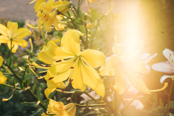 Garden of yellow lilies