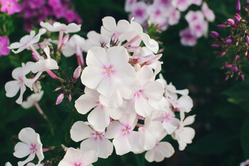 Phlox paniculata blossoming in a garden