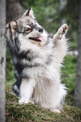 Portrait of a young Finnish Lapphund dog outdoors in nature