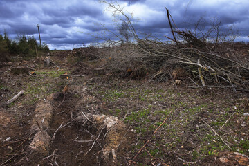 the forest after the arrival of man. in the middle of garbage and land torn apart by tractors, a glade of white flowers as a symbol of the purity and defenselessness of nature before man. metaphor