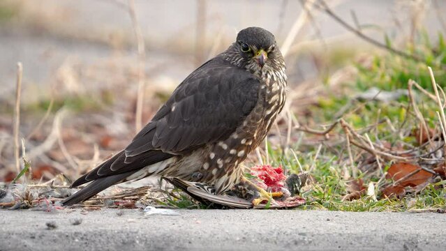 Merlin bird of prey raptor with food it captured and killed as it bobs head and looks around.