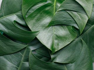 Monstera delicosa leaves textured background close up. Home gardening house plant decorate, tropical forest plant and abstract background concept. Top view, flat lay, copy space, full frame