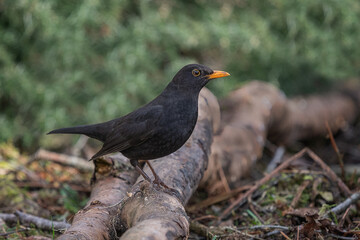 A close up of a male blackbird, Turdus merula, as a profile portrait
