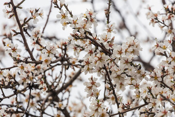 Close-up of a beautiful flowering tree with badam nuts on a blurred background, soft selective focus