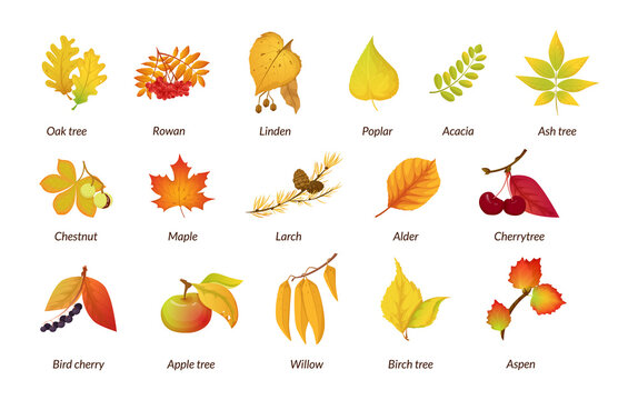 Autumn botanical plant set. Fall dry herbarium educational poster names oak tree, rowan, linden