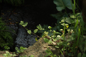Naklejka premium plants among water