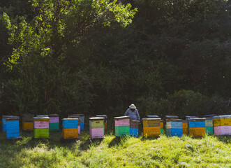 colorful beehives and beekeeper getting honey