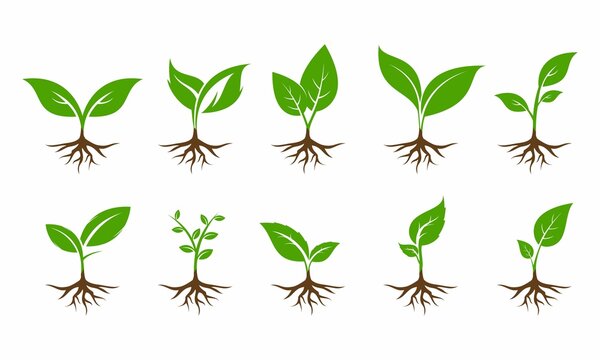 Plant with root set illustration vector design