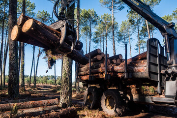 porter or forwarder collecting pine trunks for storage