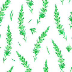 Seamless pattern of Rosemary. Watercolor vintage illustration. Isolated on a white background. For your design.