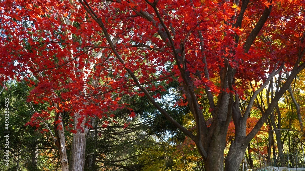 Sticker the signature red maple tree of autumn.