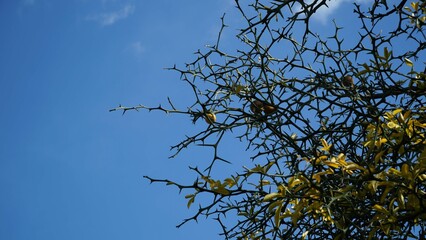 The blue sky with many thorns