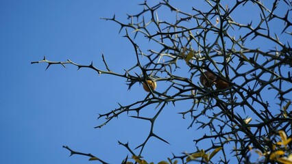 The blue sky with many thorns