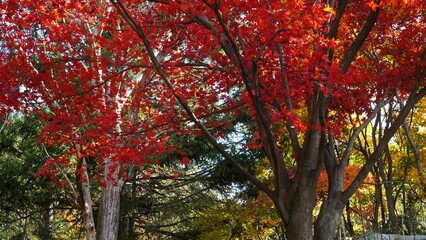 The signature red maple tree of autumn.