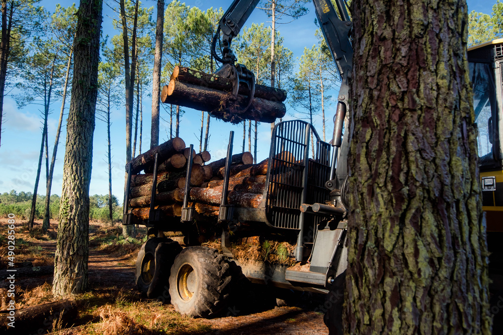 Sticker porter or forwarder collecting pine trunks for storage